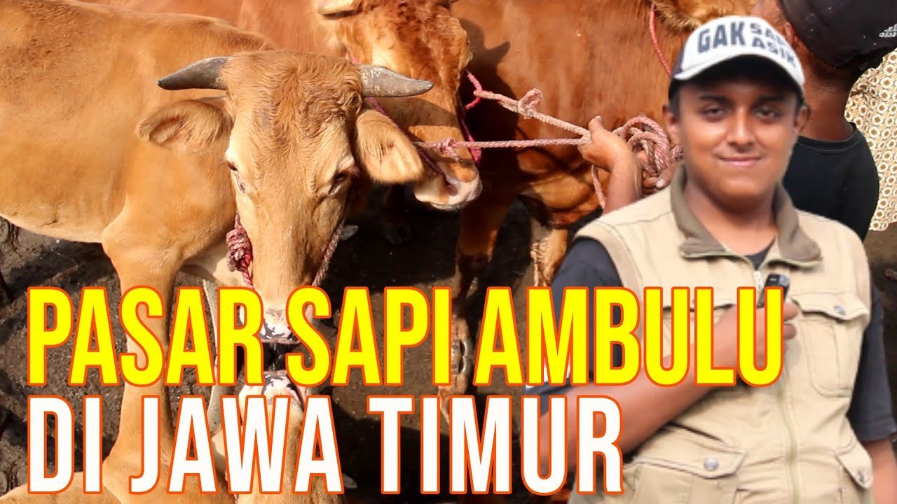 
                                 Pasar-Sapi-Ambulu-Jember-Jawa-Timur
